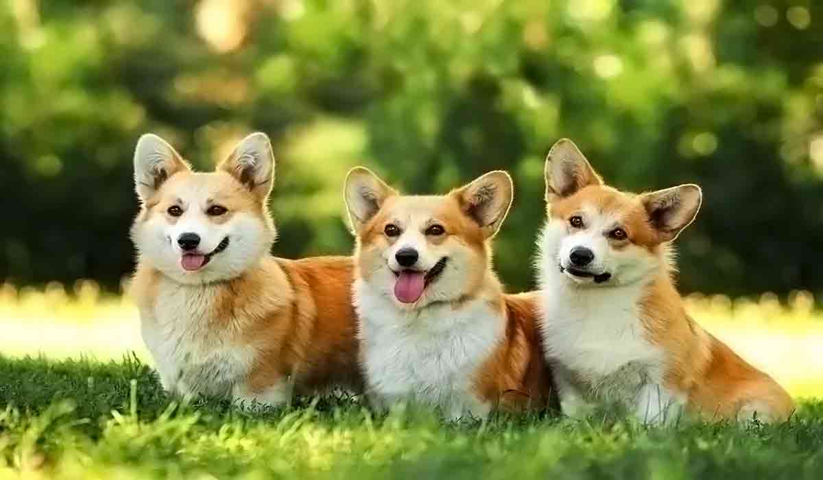 电话轰炸机